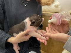 -凤城·食都