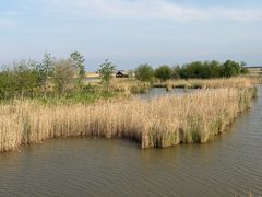 -盐城丹顶鹤湿地生态旅游区
