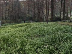 -重庆彩云湖湿地公园