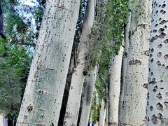 -新疆医科大学第一附属医院