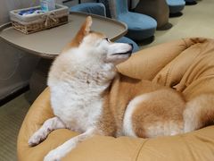 -逗柴咖啡屋·狗咖猫咖宠物桌游