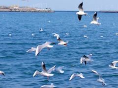 -巧克力渔家.小船海鲜胶东菜(万平口店)