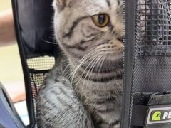 -全心全意连锁动物医院·微创中心·内科急重症·心脏专科(丰管路店)