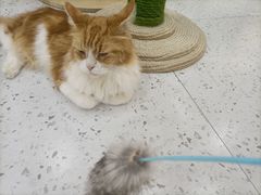 -喵园·猫主题咖啡厅·撸猫·猫咖(国贸店)