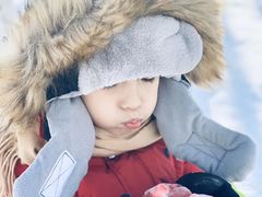 -乌兰布统景区-白桦林