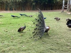 -深圳野生动物园