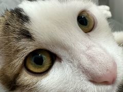 -博特宠物医院24h犬猫全科.骨科·异宠