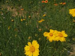 -四里河滨水生态公园