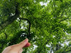 -广州市石门国家森林公园
