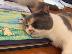 -有猫主题·治愈系猫咖(曾厝垵店)