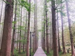 -黄海国家森林公园