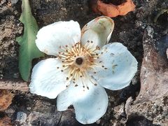 -火炉山森林公园