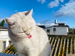 -喵屿·大理花园猫咖