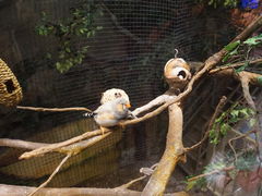 -迪拜水族馆及水下动物园