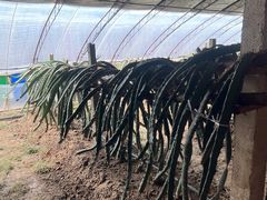 -呀路古热带植物园