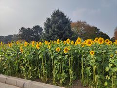 -北陵公园
