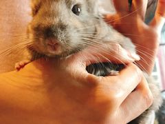 -藦茜花园宠物主题亲子互动体验馆(国顺东路店)