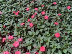 -黑龙江省森林植物园