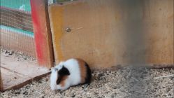 -萌宠亲子动物乐园(槐房万达店)