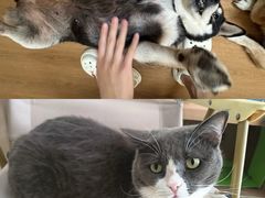 -是阿柴呀！柴犬咖啡·爱喵喵猫咖