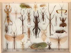 -美国自然历史博物馆