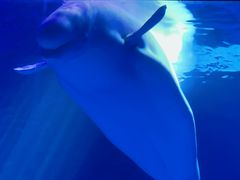 -上海海昌海洋公园-冰山北极馆