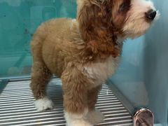 -FAELING PETS美天灵宠物(合生汇店)