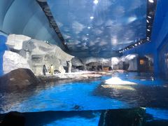 -海合安武汉极地海洋公园