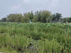 -鉴湖国家城市湿地公园