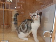-猫猫幼稚园·撸猫·桌游·电玩