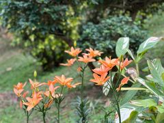 -深圳市中科院仙湖植物园