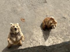 -哈尔滨北方森林动物园