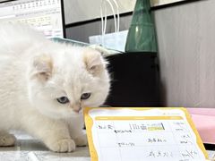 -半岛宠物医院24小时(西派城店)