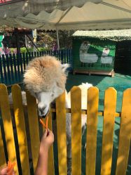 -萌宠亲子动物乐园(槐房万达店)