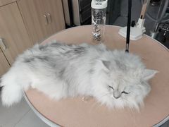 -宠颐生中康贝怡动物医院