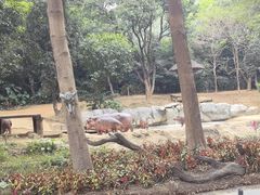 -广州长隆野生动物世界