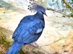 -清迈夜间动物园