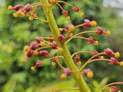 -中国科学院华南植物园
