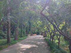 -日照海滨国家森林公园