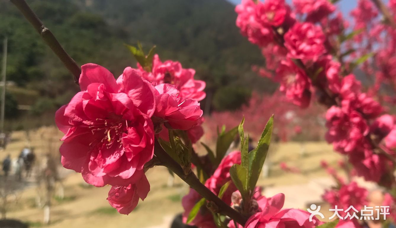 虽然没有樱花,山茶花桃花还是不错的