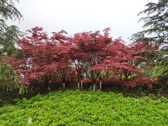 -铁山坪森林公园