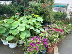 -苏州市皮市街花鸟工艺品市场