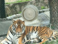 -栾川竹海野生动物园