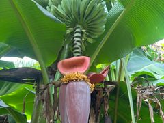 -尚果生态采摘园