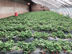 -田趣农庄草莓采摘园