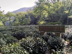 -西湖外事游船(花港观鱼码头)