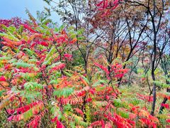 -白草畔自然风景区