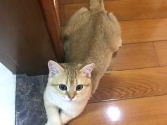 -东方名猫馆·英短金渐层布偶猫舍(环线广场1号楼店)