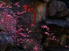 -杭州植物园