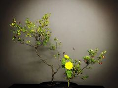 -荷兰布尔玛国际花艺学院